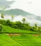Ooty Coonoor Trip