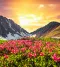 Valley of Flowers Trip
