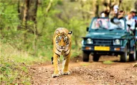 Wildlife