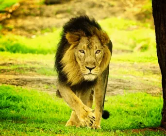 gujarat wildlife tour