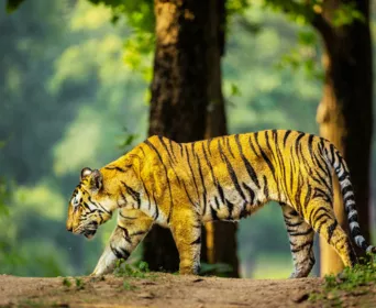 kanha pench wildlife tour
