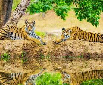 madhya pradesh wildlife tour