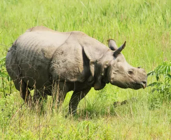 india nepal wildlife tour