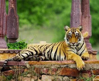 rajasthan wildlife tour