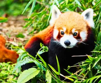 sikkim wildlife tour