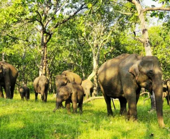 tamil nadu wildlife tour