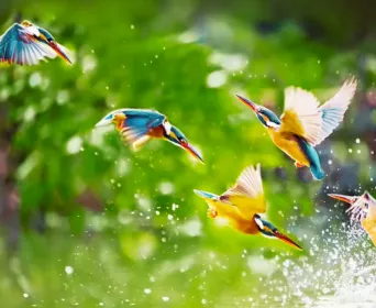 uttarakhand bird watching tour