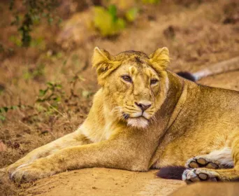 ahmedabad gir weekend tour