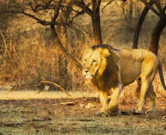 gujarat wildlife tour