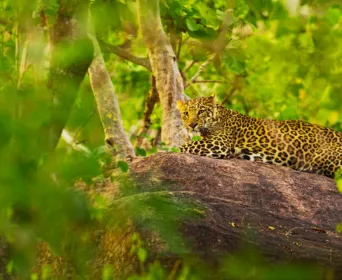 kanha pench wildlife tour