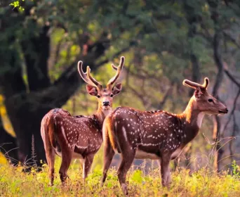 madhya pradesh wildlife tour