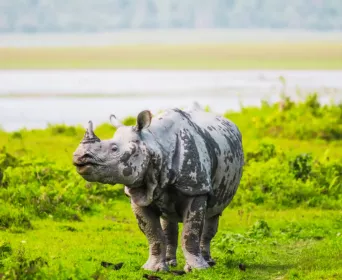 north east india wildlife tour