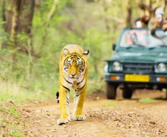 rajasthan wildlife tour