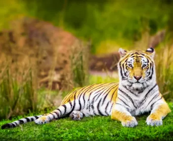 tiger trail tour