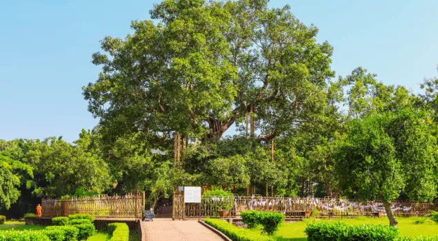 anandabodhi tree