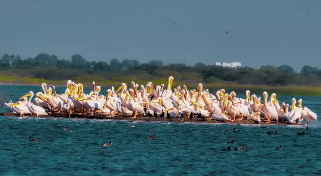 khijadiya bird sanctuary