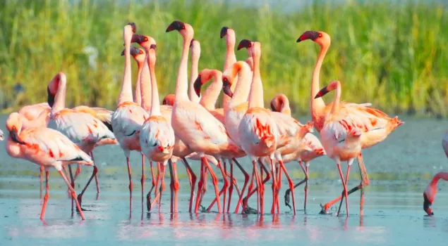 nal sarovar bird sanctuary