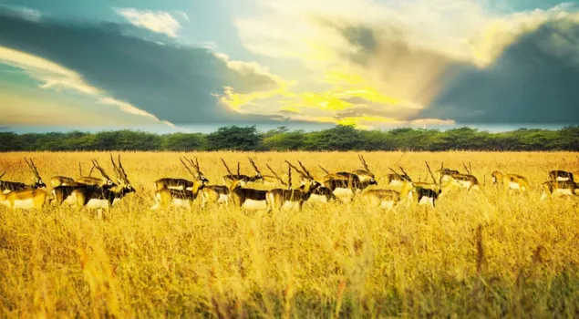 velavadar national park