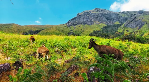 eravikulam national park