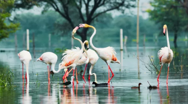 keoladeo national park