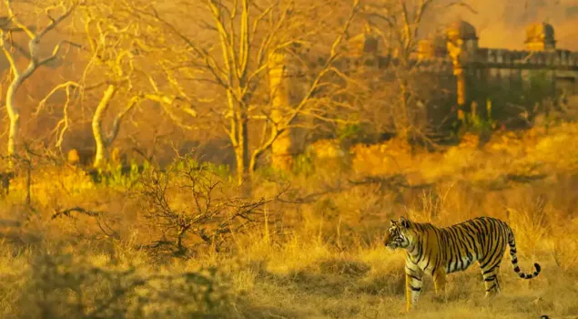 ranthambore national park