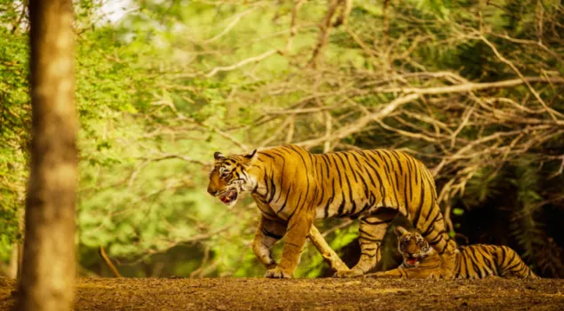 sariska tiger reserve