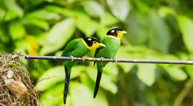 jim corbett birds