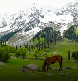 Kashmir